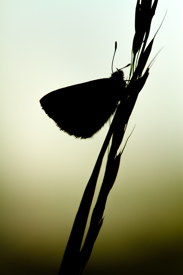 Common Blue silhouette